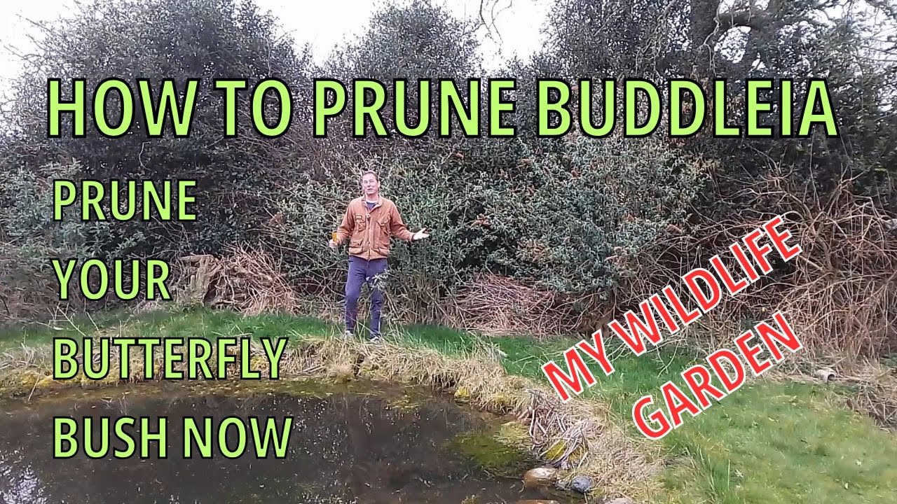 How to Prune a Butterfly Bush (Buddleia or Buddleja) - YouTube