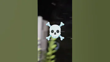 Spiders 