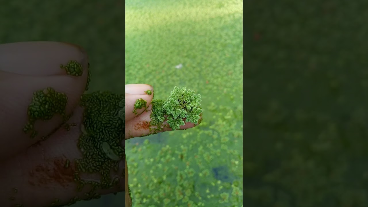 jenis rumput azolla microphylla  