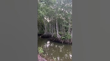 Cảnh đẹp sáng sớm tại khu bảo tồn rái cá vuốt bé Tiun