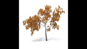 Birch tree No 2 Autumn Version