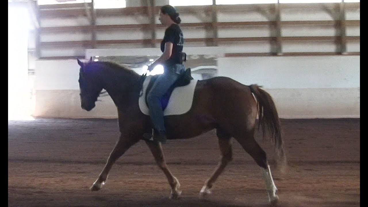 Riding dressage with quarter horse/paint cross YouTube