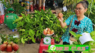 Mận Hồng MST CÂY giống trồng kinh tế cao,  ra trái quanh năm