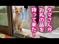 【タマの恩返し】救出のお礼にタマさんがあるものをくれました