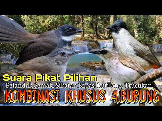 SUARA PIKAT BURUNG PELANDUK SEMAK. SIKATAN KIPAS. KUTILANG. TRUCUKAN. PALING TOP.. class=