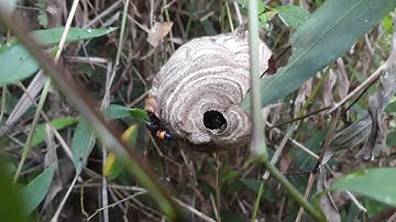 thăm lại tổ ong vò vẽ xem ong phát triển chưa và đã làm lỗ sang ngang chưa/ĐSMN