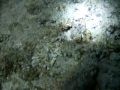 石垣島 ナイトシュノーケリングでソメイヤドカリ?