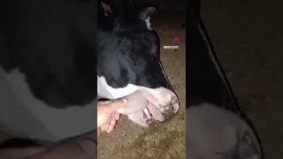 Uykusu Ağır Bir Arkadaşına Gönder Şfet