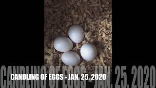 INDIAN RINGNECKS' LAYING OF EGGS TO HATCHING OF CHICKS