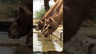 Camel’s life in cholistan 🐪😍 #camel #cholistan