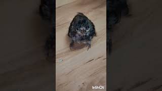 Download Lagu ameajing bird, bulbul MP3