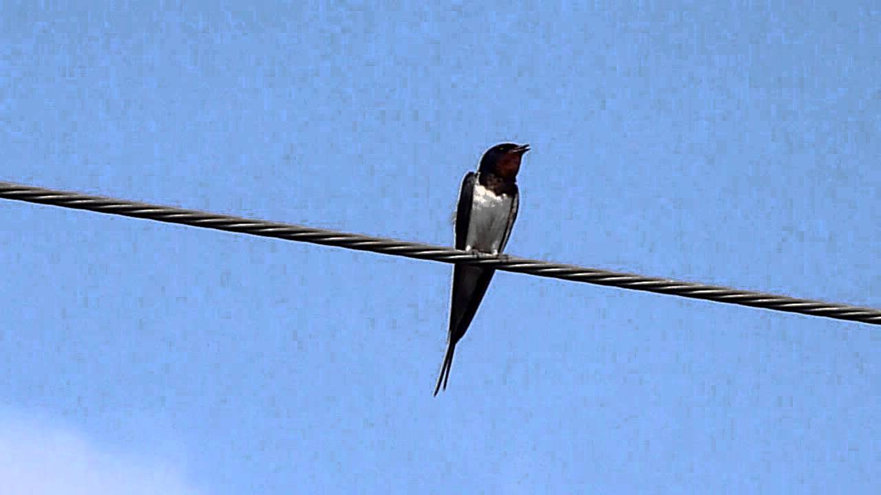 鳴き声 ツバメ の