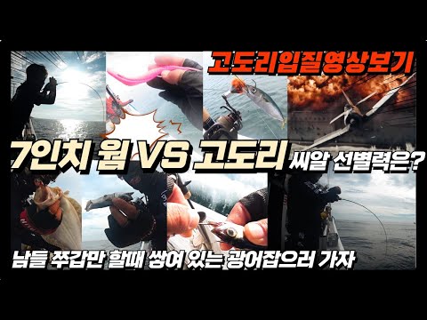 풍낚TV 광어다운샷/9월19일 남들 쭈갑문 할때 쌓여있는 광어잡자/7인치웜 VS 고도리의 씨알 선별력은/고도리입질 초릿대영상/영복1호/Flatfish fishing