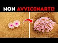 Tocca Queste Belle Piante E Sei Spacciato