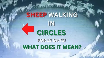 Sheep walking in circles for 12 Days | Mystery Solved? Boredom, Disease, Spirtual Meaning?