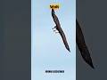 Eagle and Fighter Jet Two Kings of the Sky Nature's ultimate predator meets the power of modern avia