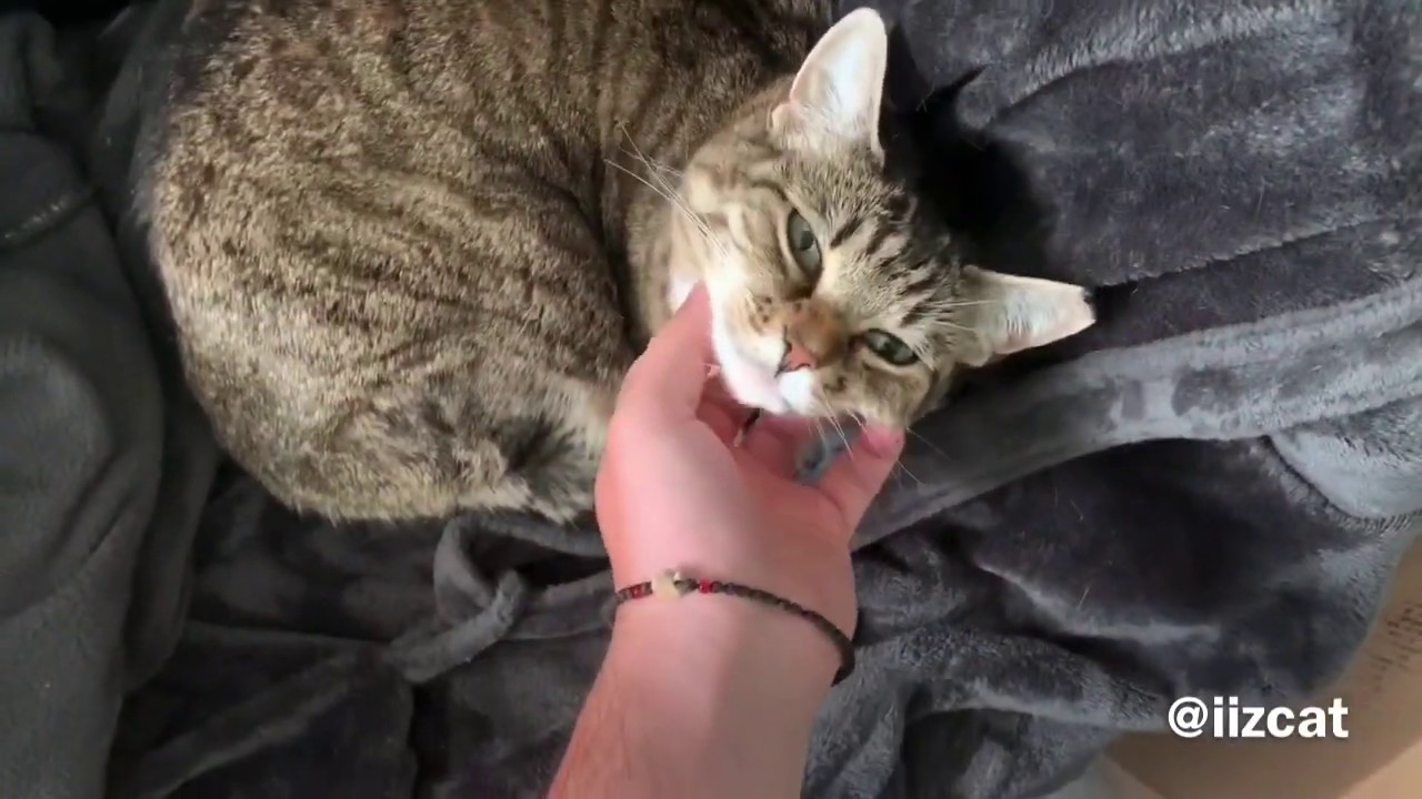 Minnie’s Activation Noise