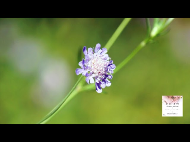 Ver 山田 耕筰：赤とんぼ - 舘野 泉 en YouTube