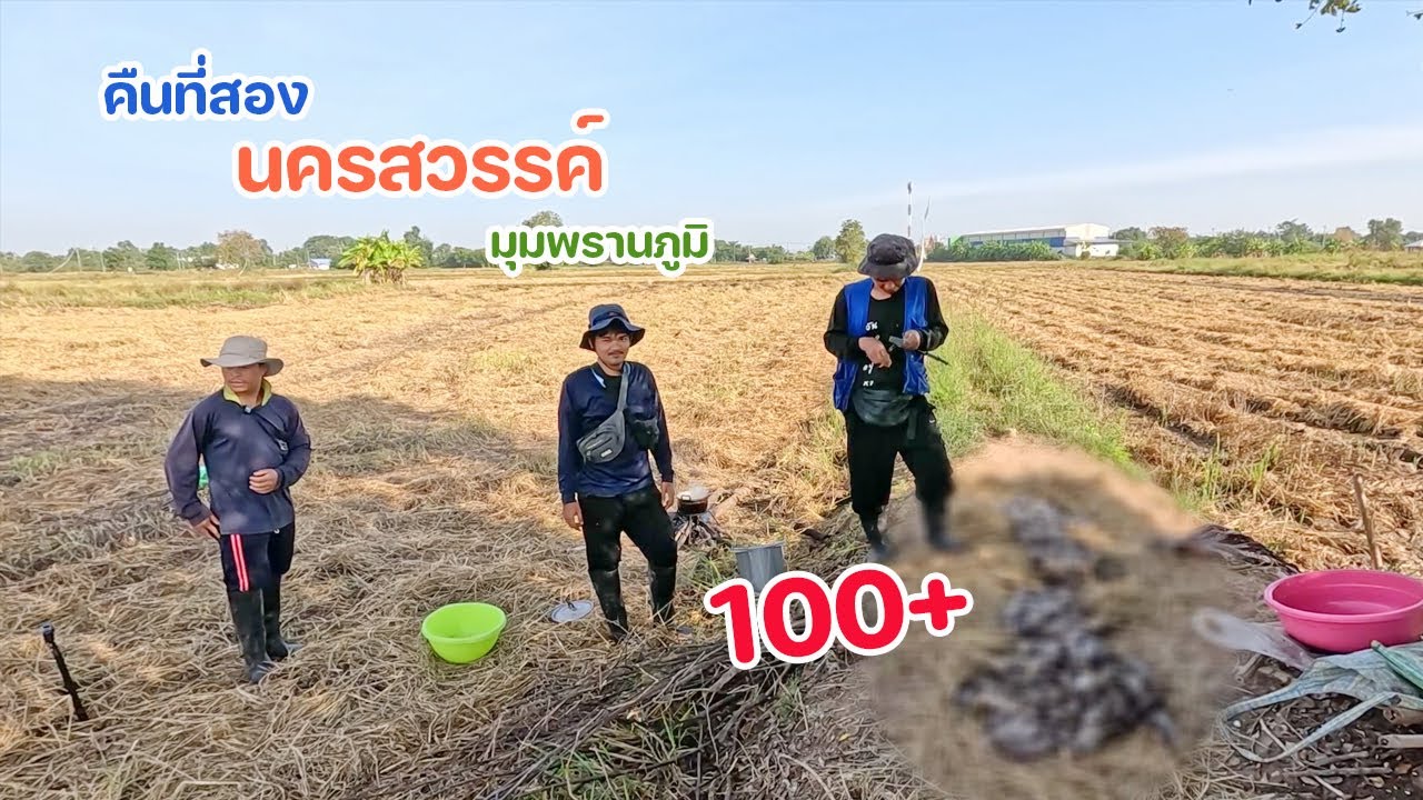 ตั้งแคมป์หาหนู ที่นครสวรรค์ คืนที่ 2 ผลงานรวม 100 บวก เน้นหาหนูใหญ่ ย่างแซ่บๆ