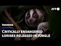 Critically endangered Javan lorises released in Indonesian jungle | AFP