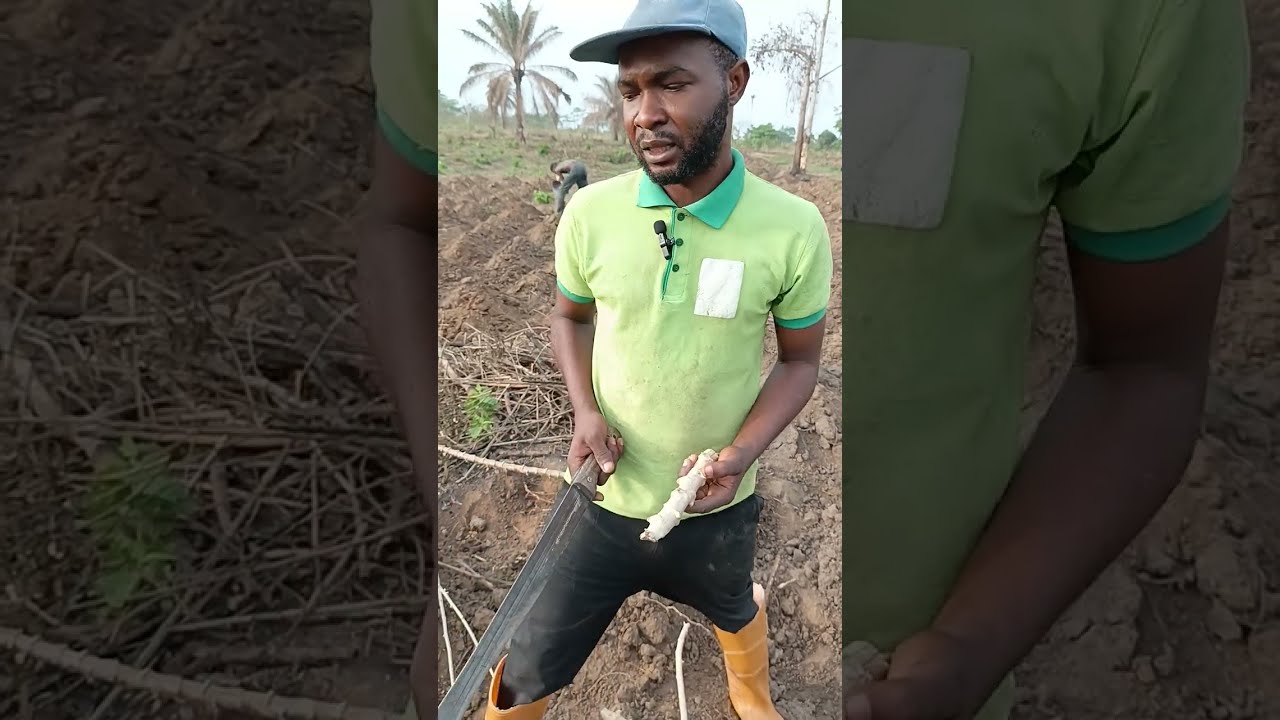 How to plant cassava stem.