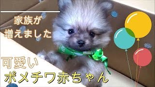 可愛いポメチワの赤ちゃんがやってきた　はじめましてポン太です