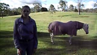 Discovery of lost diversity of horse paternail lineages using ancinent DNA