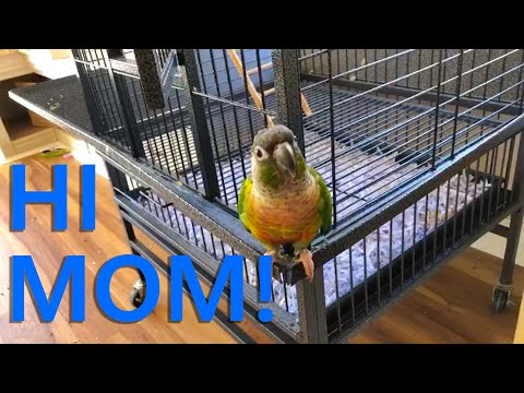 Trello Talks to Mom (Green Cheek Conure)