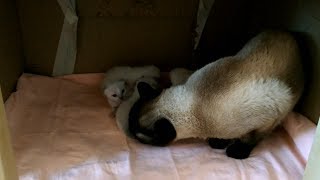 Папа-кот Оскар умело ухаживает за двухнедельными котятами! Тайские кошки - это чудо! Funny Cats Папа-кот Оскар умело ухаживает за двухнедельными котятами! Тайские кошки - это чудо! Funny Cats
