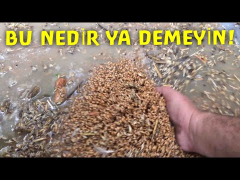 Video: Altlık Kurutucular: Kümeslerde Kümes Hayvanları (tavuklar, ördekler) Ve Sığırlar Için Uygulama. Adsorban Ve Diatomit Nedir? "Quant", Ed-Sorb 15 Ve Diğer Kurutucular