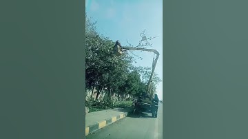 Electrical wire tears apart tree | Electrical Wire Tree #shorts