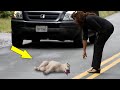 Girl Picked Up a Dying Dog on The Road, But She Never Expected That It Would Ever Do THIS!