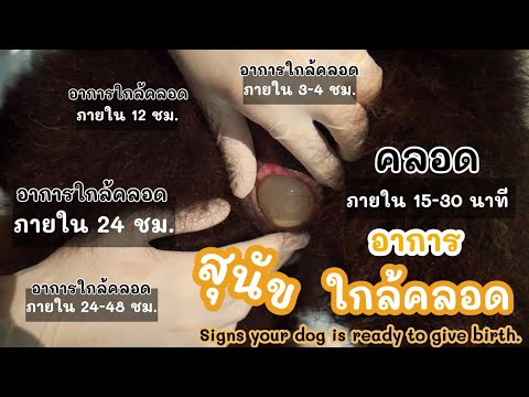 อาการใกล้คลอดสุนัข | Signs your dog is ready to give birth | ลูกเราเป็นหมาหรือหมี