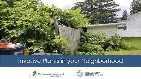 Duluth CISMA: Invasive Species Webinar February 2021