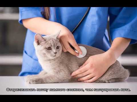 Видео: Сколько стоит стерилизация кошки?