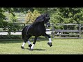 A day in the life of tjalbert 460 at iron spring farm  kfps friesian dressage stallion