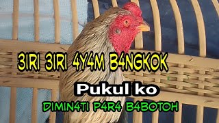 3IRI 3IRI 4Y4M B4NGKOK Y4NG B4NY4K DIMIN4TI BEBOTOH