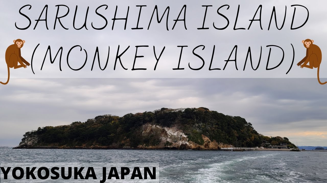 南の島のねここ YouTube