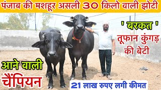 पंजाब की मशहूर झोटी आने वाली चैंपियन । तूफान कुंगड़ की बेटी - बरकत । जसपाल , संगरूर ।