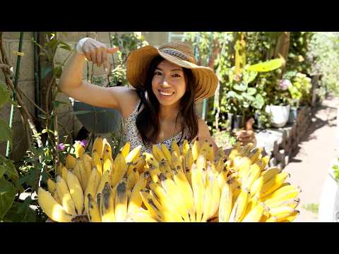 I Grew Bananas My Own Way And Look What Happened!