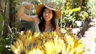 I Grew Bananas My Own Way And Look What Happened!