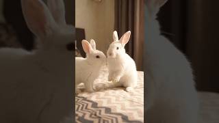 Funny Rabbit| Subscribe and like| Ai reverse world |#rabbit #viralshorts