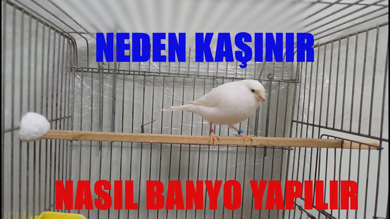 Kanaryalar Neden Kaşınır ve Nasıl Banyo yaptırılır! Önemli Bilgiler!