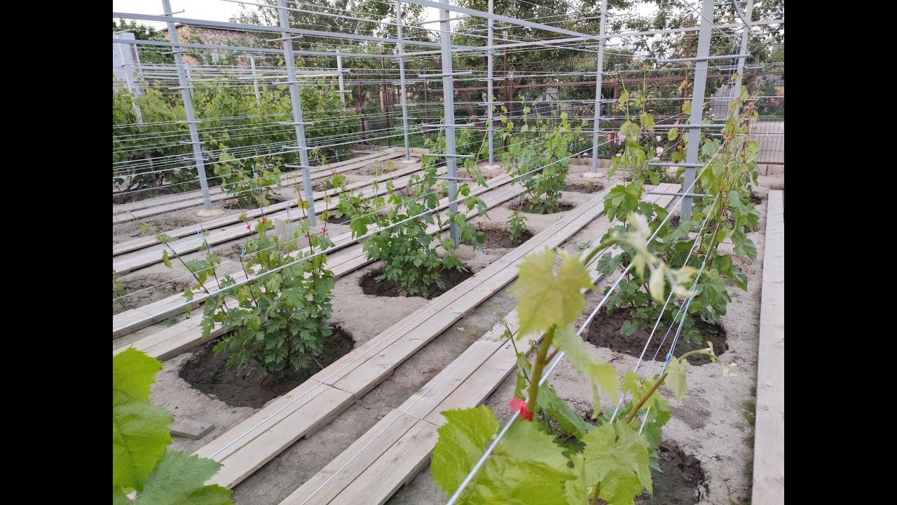 Установка и конструкция моих новых шпалер! 🍇🍇🍇 Тел. +79054033245 ...