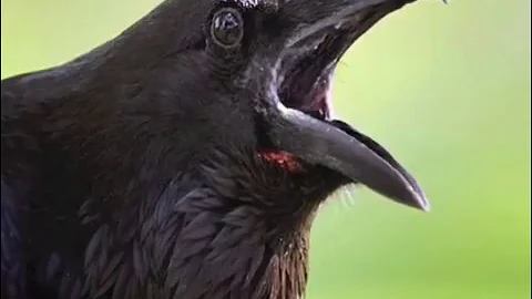 Ojibwe Word of the Day Aandeg. ᐋᓐᑌᒃ᙮ 'A crow'