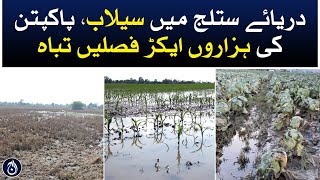 High-level floods in Pakpattan Sutlej river destroyed thousands of acres of crops - Aaj News