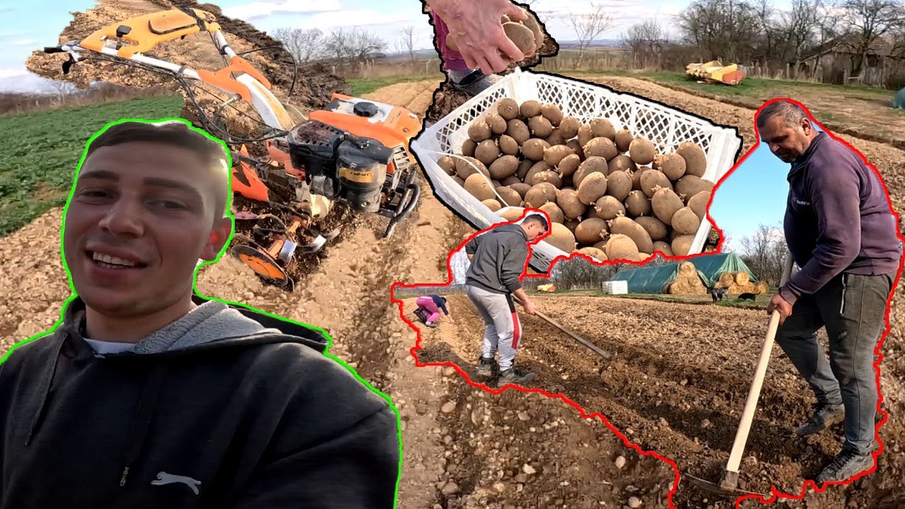 ASZISZEM HOGY IDE KARIZOM KELL - RAKJUK A VETŐMAG BURGONYÁT !