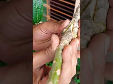 Video: Plumeria yarpaqlarında pas - Plumeria bitkilərinin pasını tanımaq və idarə etmək