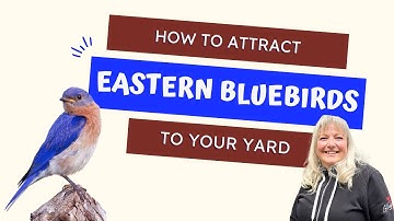 How To Attract Bluebirds To Your Yard