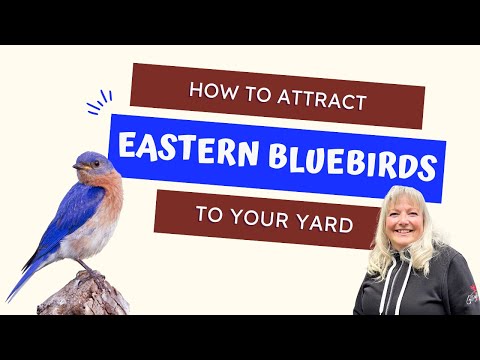 How To Attract Bluebirds To Your Yard